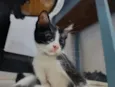 frajolas e irmãos 