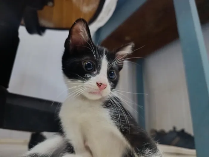 Gato raça SRD-ViraLata idade 2 a 6 meses nome frajolas e irmãos 