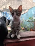 frajolas e irmãos 