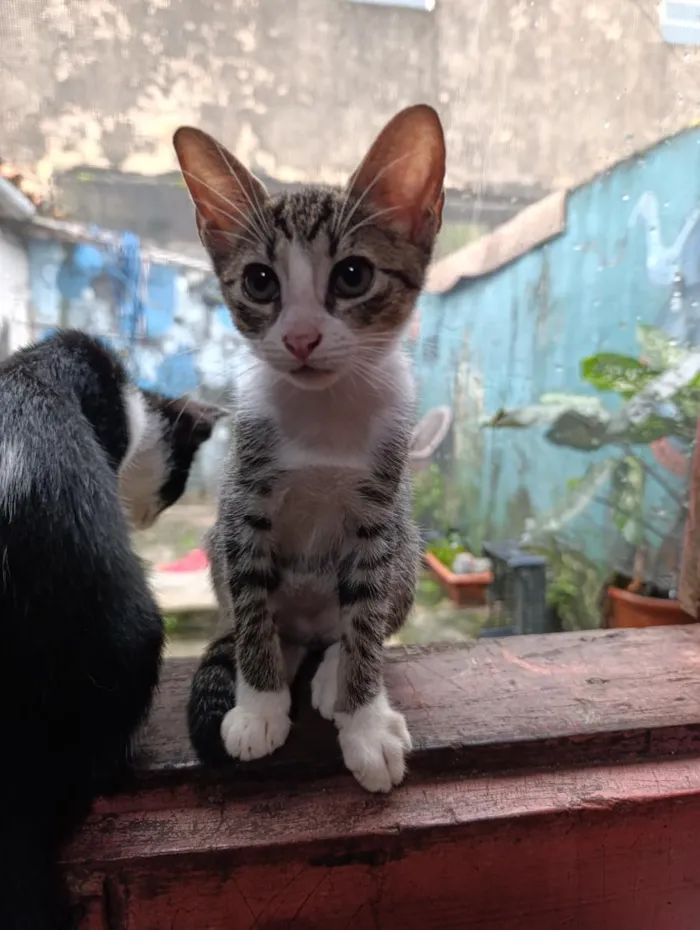 Gato raça SRD-ViraLata idade 2 a 6 meses nome frajolas e irmãos 