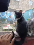 frajolas e irmãos 