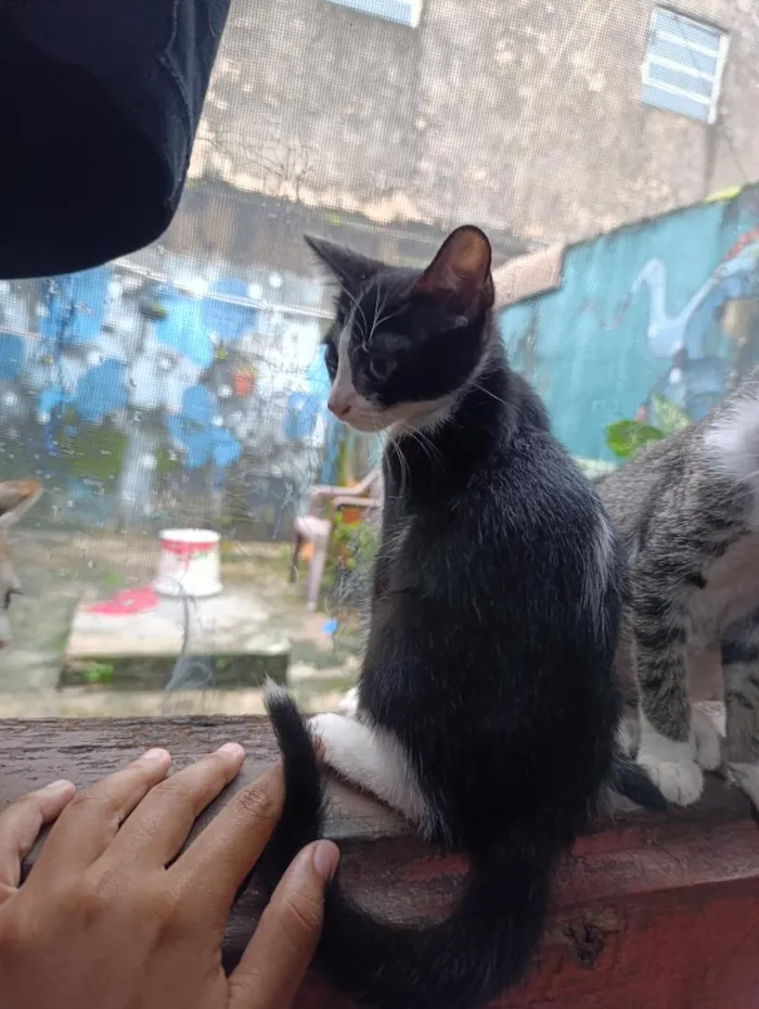 Gato raça SRD-ViraLata idade 2 a 6 meses nome frajolas e irmãos 