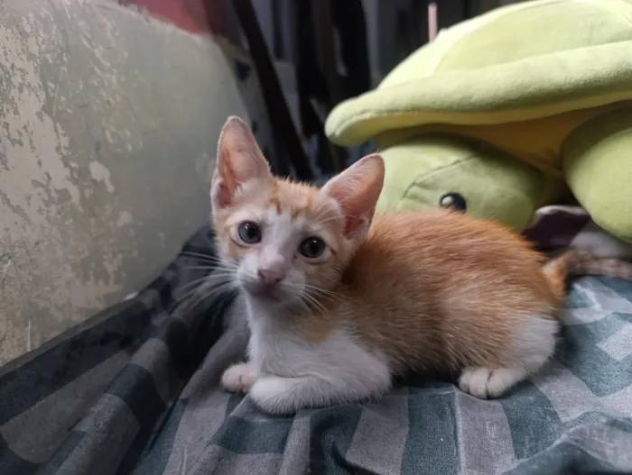 Gato raça SRD-ViraLata idade 2 a 6 meses nome frajolas e irmãos 