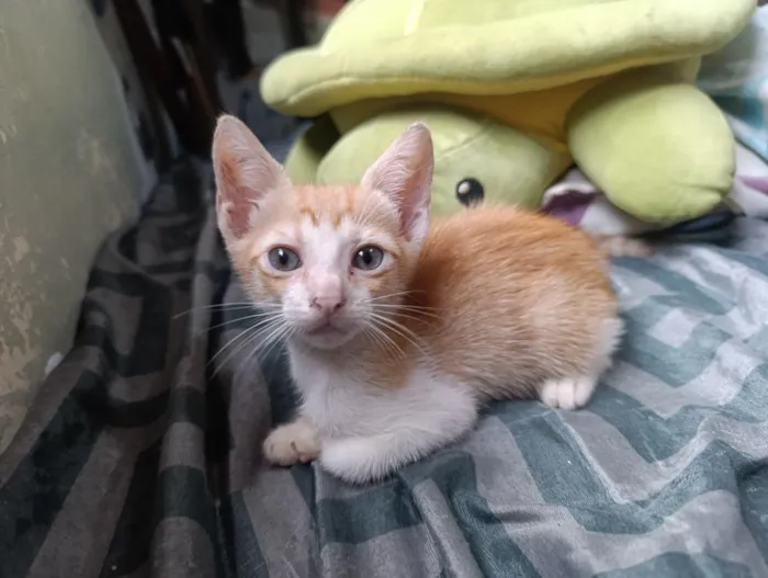 Gato raça SRD-ViraLata idade 2 a 6 meses nome frajolas e irmãos 