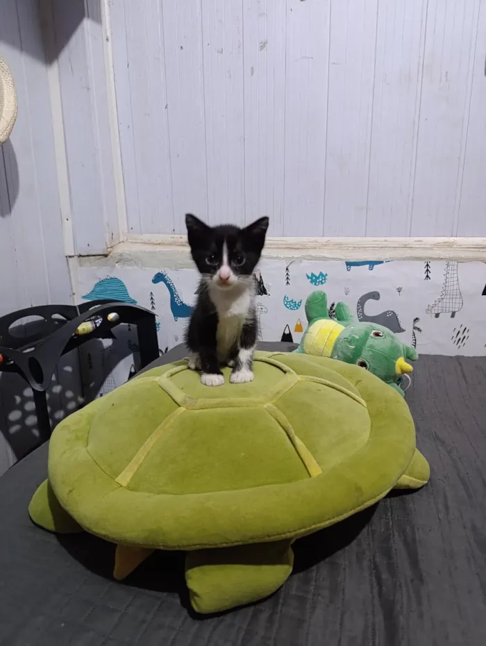 Gato raça SRD-ViraLata idade 2 a 6 meses nome frajolas e irmãos 
