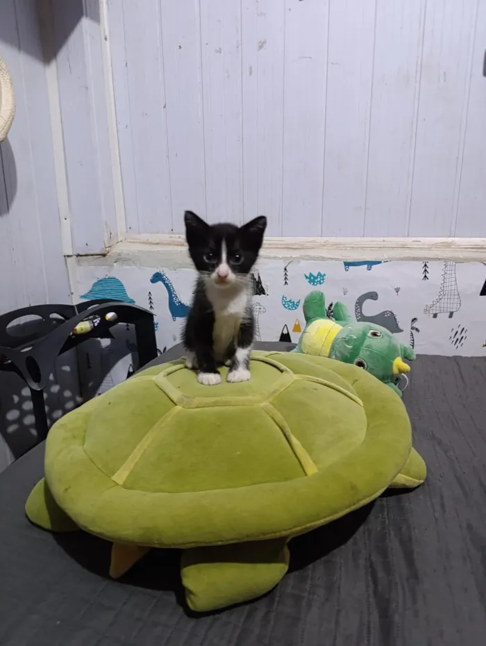 Gato raça SRD-ViraLata idade 2 a 6 meses nome frajolas e irmãos 