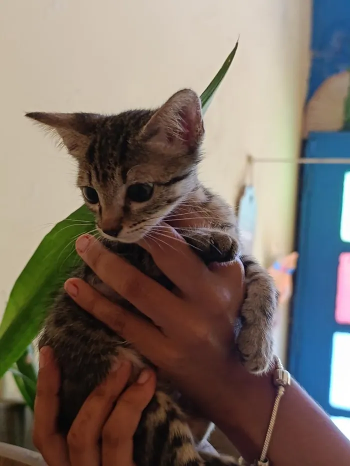 Gato raça SRD-ViraLata idade 2 a 6 meses nome frajolas e irmãos 