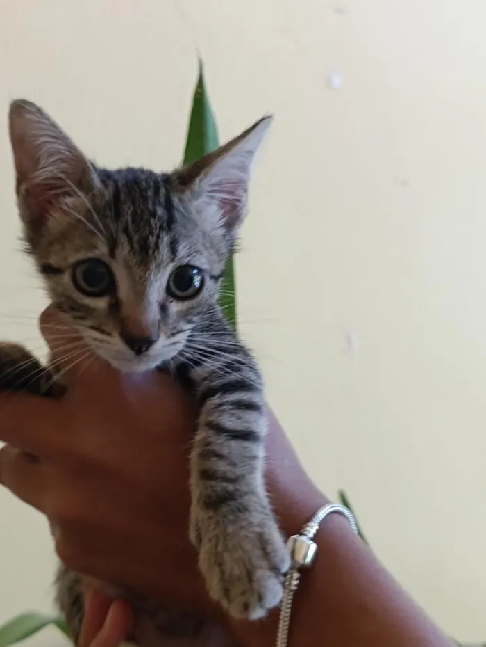 Gato raça SRD-ViraLata idade 2 a 6 meses nome frajolas e irmãos 