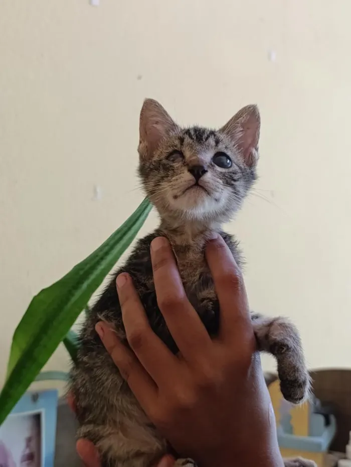 Gato raça SRD-ViraLata idade 2 a 6 meses nome frajolas e irmãos 