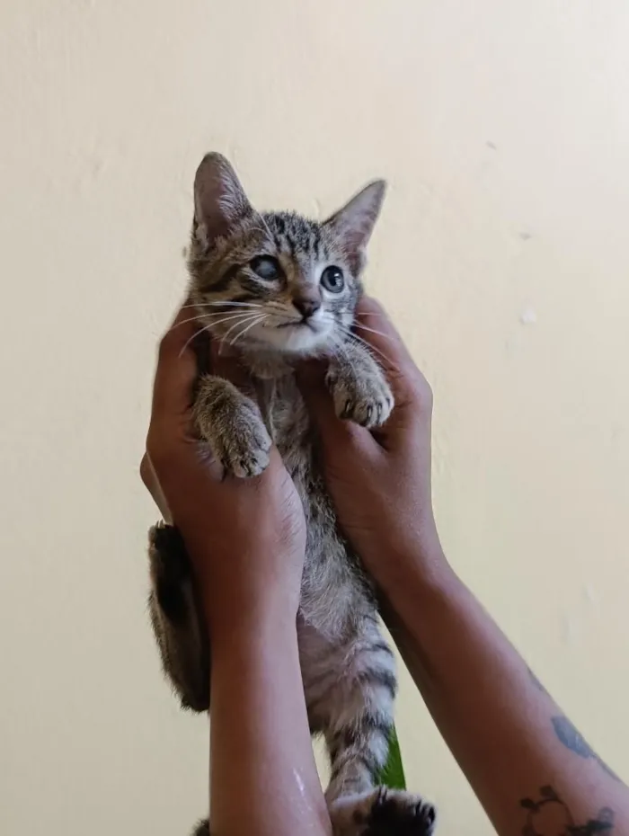 Gato raça SRD-ViraLata idade 2 a 6 meses nome frajolas e irmãos 