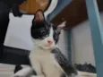 frajolas e irmãos 