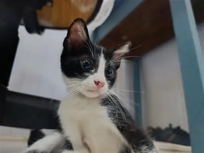 Gato raça SRD-ViraLata idade 2 a 6 meses nome frajolas e irmãos 