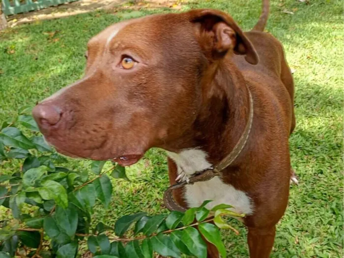 Cachorro raça Pit-Bull idade 1 ano nome Bruce