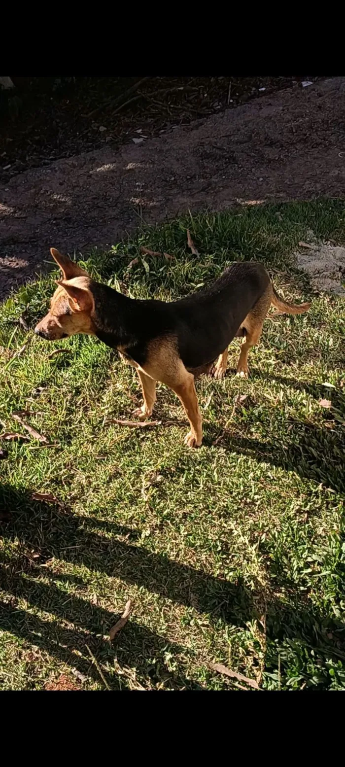 Cachorro raça SRD-ViraLata idade Abaixo de 2 meses nome melete