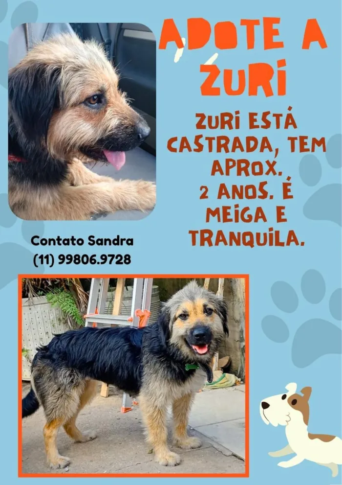 Cachorro raça SRD-ViraLata idade 1 ano nome ZURI