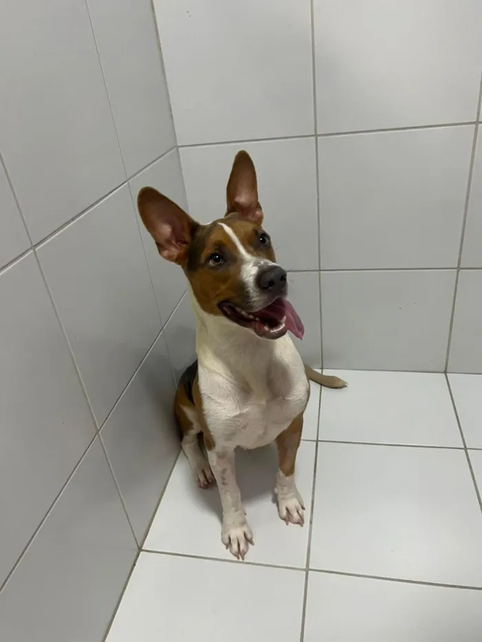 Cachorro raça SRD-ViraLata idade 1 ano nome Lipe