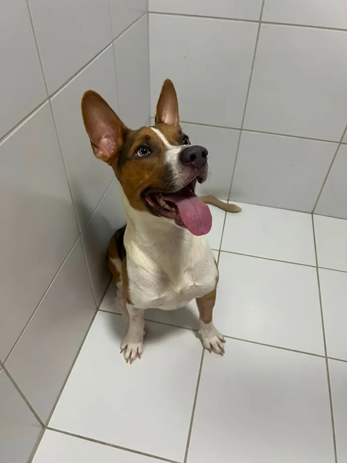 Cachorro raça SRD-ViraLata idade 1 ano nome Lipe