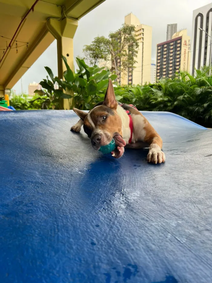 Cachorro raça SRD-ViraLata idade 1 ano nome Lipe