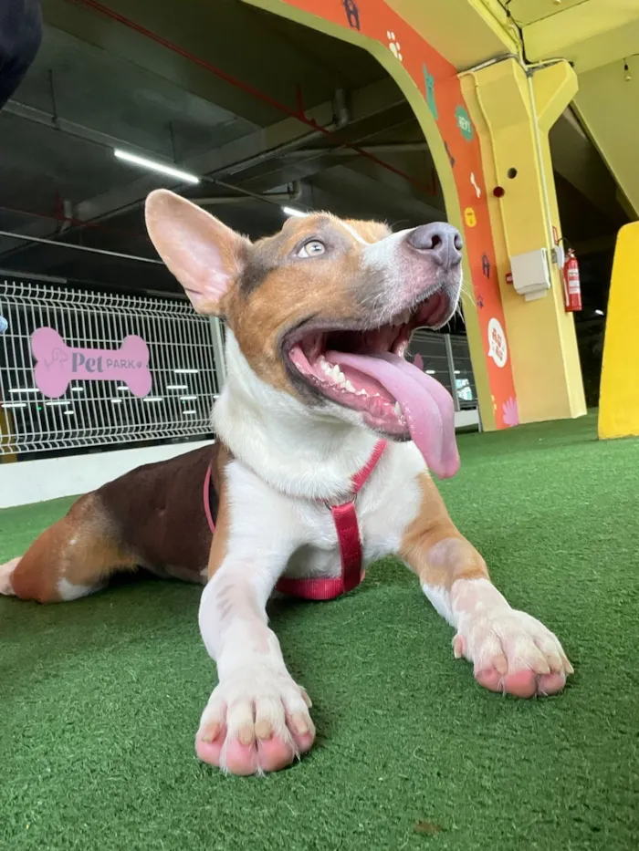 Cachorro raça SRD-ViraLata idade 1 ano nome Lipe