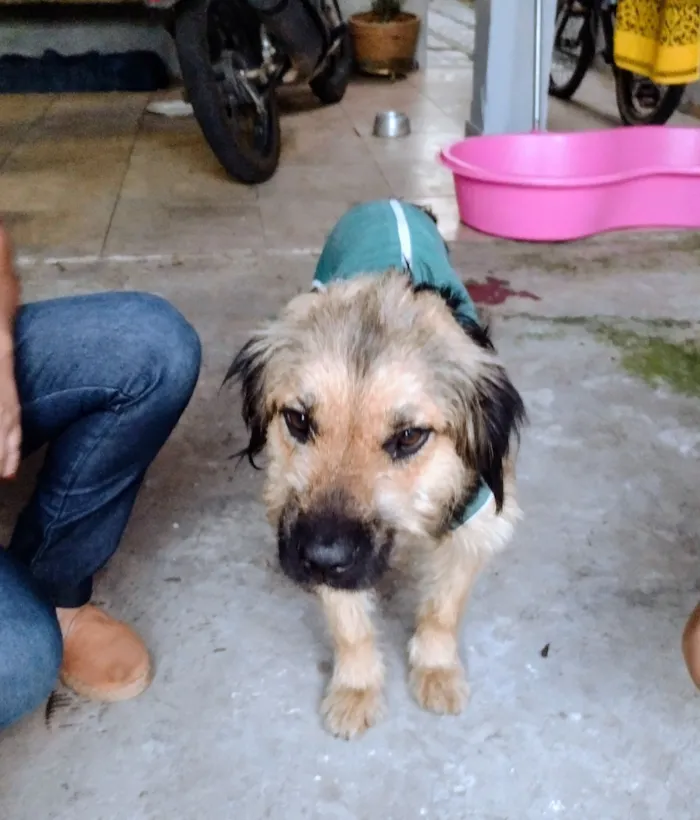 Cachorro raça SRD-ViraLata idade 1 ano nome ZURI