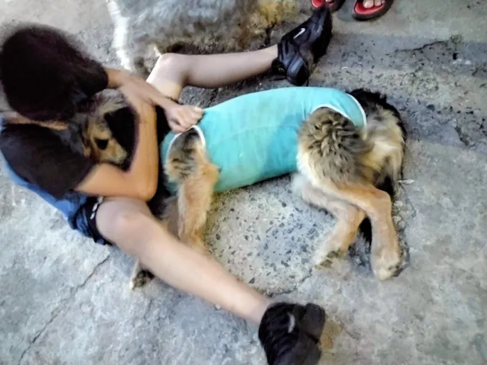 Cachorro raça SRD-ViraLata idade 1 ano nome ZURI