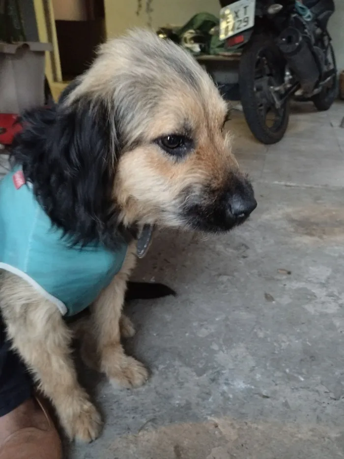 Cachorro raça SRD-ViraLata idade 1 ano nome ZURI