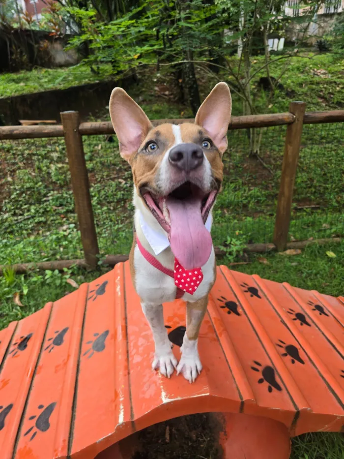 Cachorro raça SRD-ViraLata idade 1 ano nome Lipe