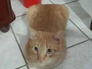 Gato raça SRD-ViraLata idade 1 ano nome Theo