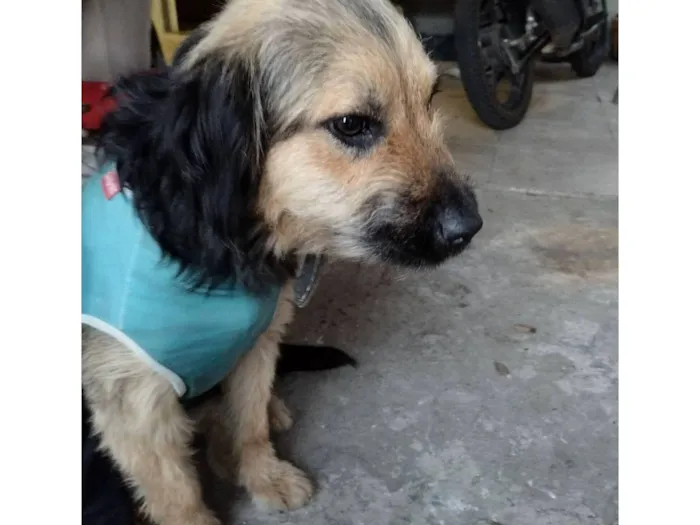 Cachorro raça SRD-ViraLata idade 1 ano nome ZURI