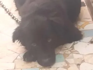 Cachorro raça SRD-ViraLata idade 2 anos nome demos o nome de "Simba"