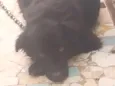 demos o nome de "Simba"