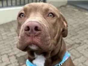 Cachorro raça Pit-Bull idade 2 a 6 meses nome Maya