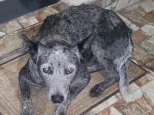 Cachorro raça SRD-ViraLata idade 2 anos nome poca 