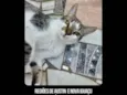 Gato Salgado