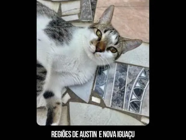 Gato raça SRD-ViraLata idade 1 ano nome Gato Salgado