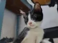 frajolas e irmãos 