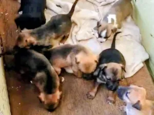 Cachorro raça SRD-ViraLata idade Abaixo de 2 meses nome melete