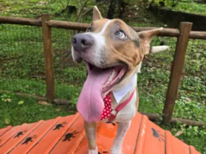 Cachorro raça SRD-ViraLata idade 1 ano nome Lipe