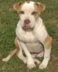 cachorro castrado