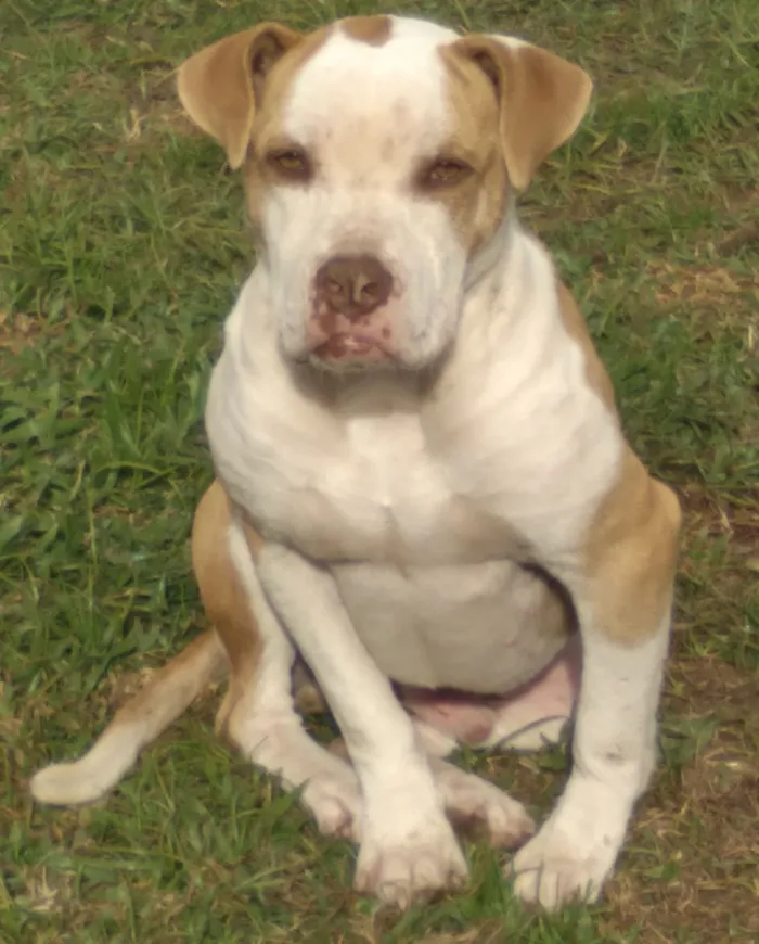 Cachorro raça Pit-Bull idade 2 anos nome cachorro castrado