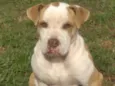 cachorro castrado