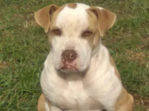 Cachorro raça Pit-Bull idade 2 anos nome cachorro castrado