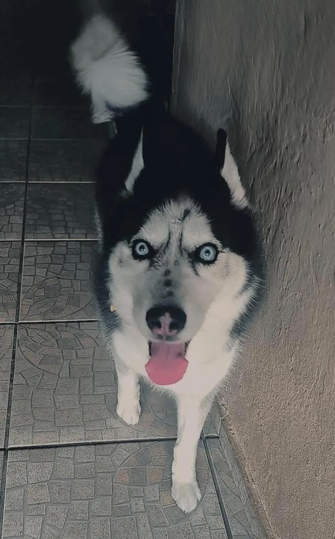 Cachorro raça Husky Siberiano idade 6 ou mais anos nome Mirana