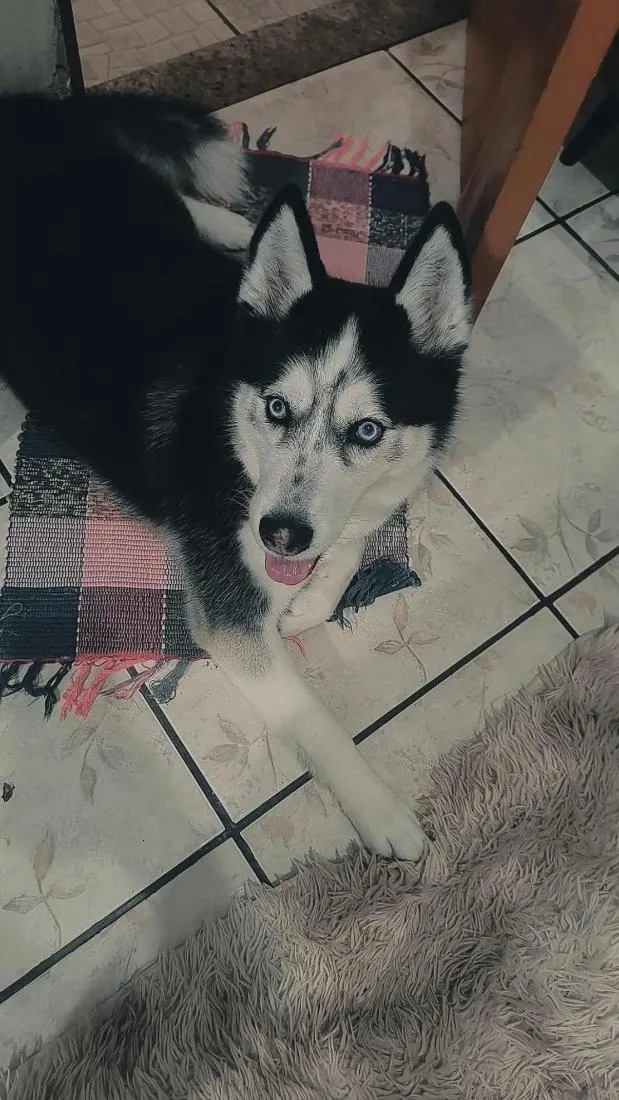 Cachorro raça Husky Siberiano idade 6 ou mais anos nome Mirana