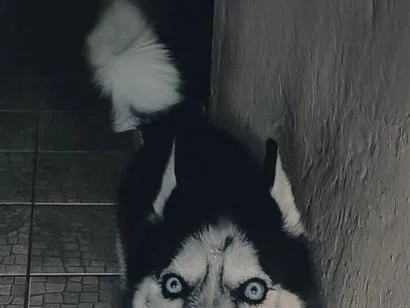 Cachorro raça Husky Siberiano idade 6 ou mais anos nome Mirana