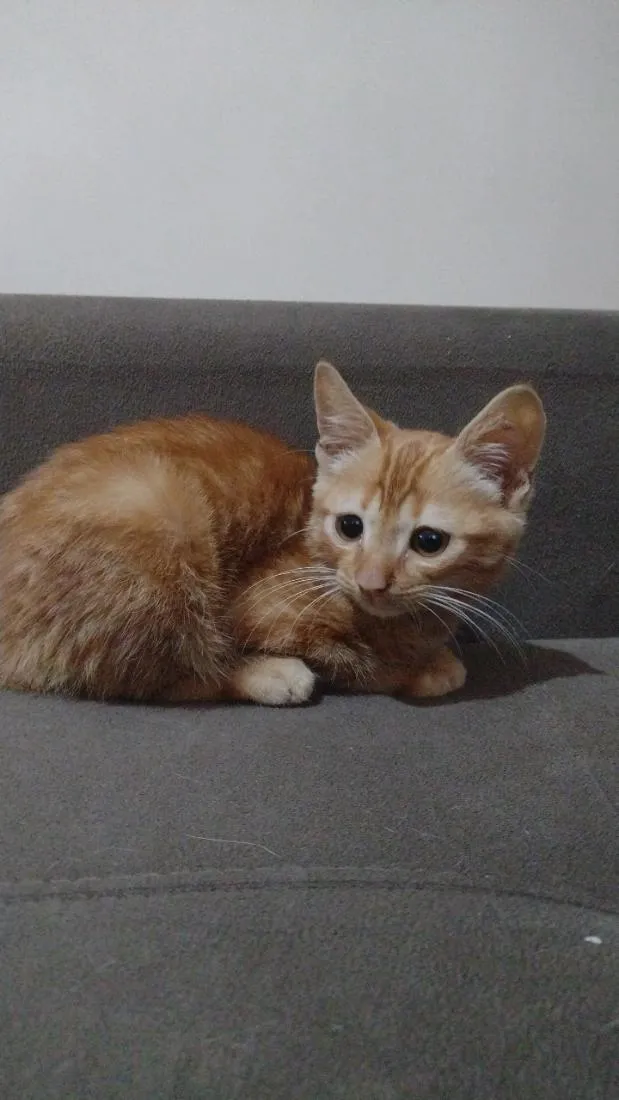 Gato raça SRD-ViraLata idade Abaixo de 2 meses nome laranjinha 