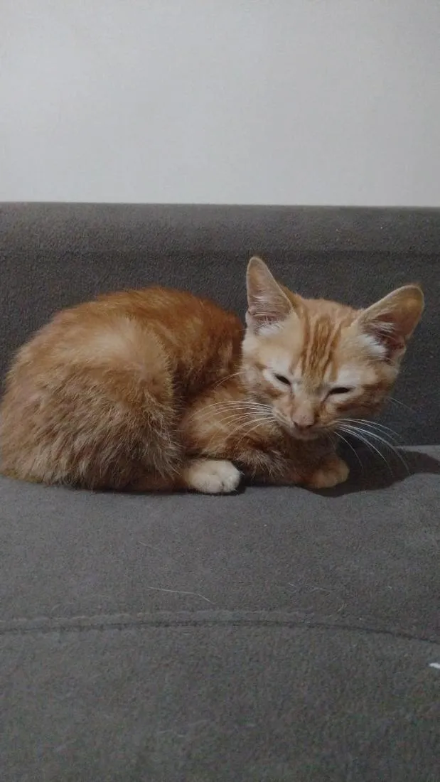 Gato raça SRD-ViraLata idade Abaixo de 2 meses nome laranjinha 