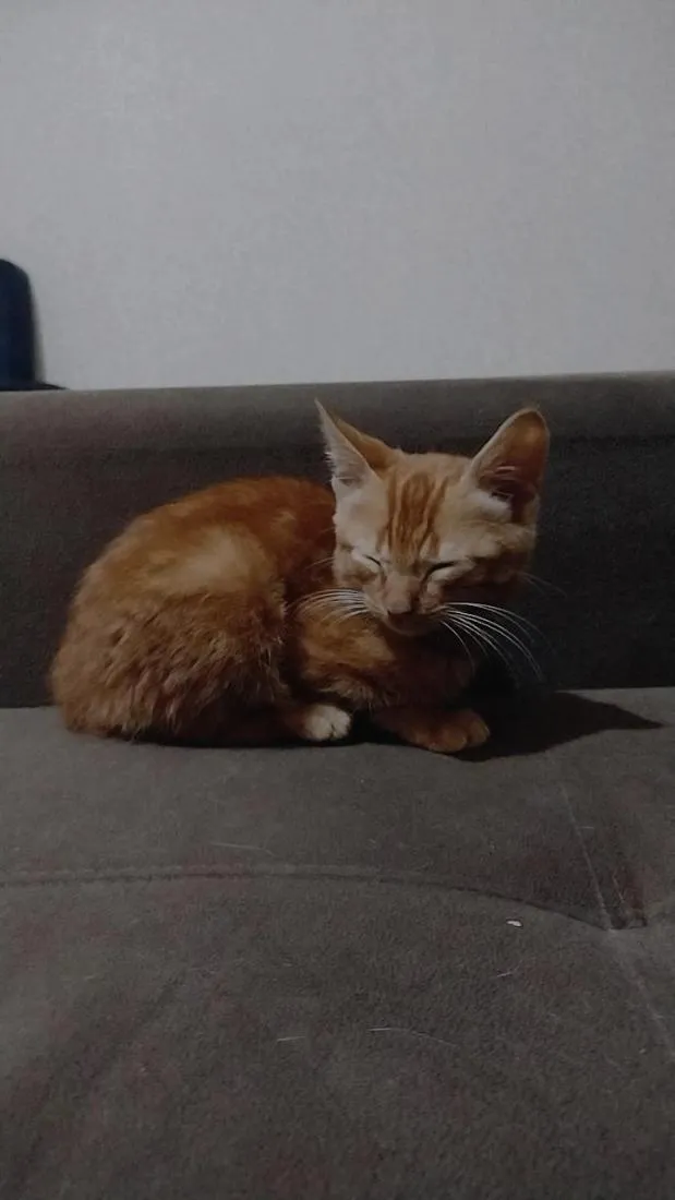 Gato raça SRD-ViraLata idade Abaixo de 2 meses nome laranjinha 