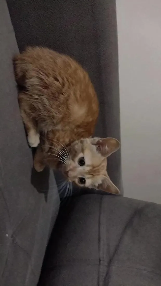 Gato raça SRD-ViraLata idade Abaixo de 2 meses nome laranjinha 