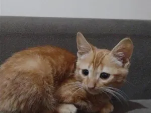 Gato raça SRD-ViraLata idade Abaixo de 2 meses nome laranjinha 